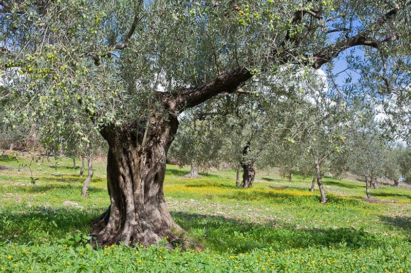 出售橄榄树-1manbetx下载购买和生长指南